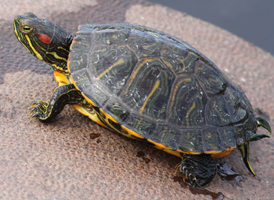 Red-eared Slider
